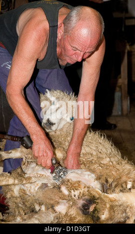 D'un cisaillement des moutons, Musée National d'ovins et de cisaillement, Paihia, Nouvelle-Zélande, île du nord, région de Wairarapa. Banque D'Images