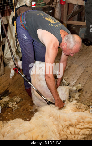 D'un cisaillement des moutons, Musée National d'ovins et de cisaillement, Paihia, Nouvelle-Zélande, île du nord, région de Wairarapa. Banque D'Images