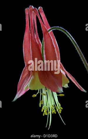 Une seule fleur d'un rouge sauvage ancolie Aquilegia canadensis, canadienne, sur un fond noir. Banque D'Images