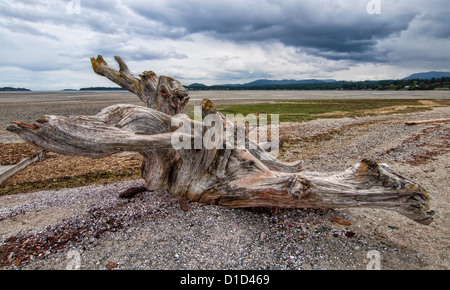 Grande souche d'arbre sur driftwood beach sur l'île de Vancouver. Banque D'Images