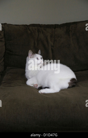 Un chat mignon allongé sur une table et à la recherche. Banque D'Images