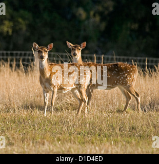 Deux jeunes femmes Chital cerf - hinds - à deer farm Banque D'Images