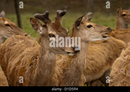 Groupe de jeunes red deer sur une ferme de cerfs avec une nouvelle croissance des bois Banque D'Images