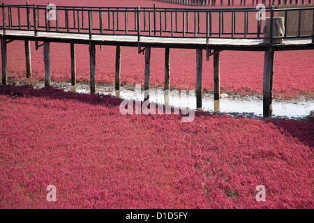 La végétation saline Saline rouge (Seepweed,Suaeda heteroptera Kitag en Famille ) Banque D'Images