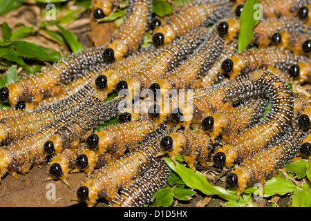 Grand groupe de chenilles, larves de tenthrède - spitfly vers blancs, de l'ordre des Hyménoptères - en Australie Banque D'Images