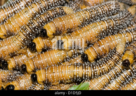 Grand groupe de chenilles, larves de tenthrède - spitfly vers blancs, de l'ordre des Hyménoptères - en Australie Banque D'Images