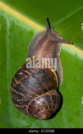 Avec l'Escargot shell à motifs brun foncé sur feuille verte Banque D'Images