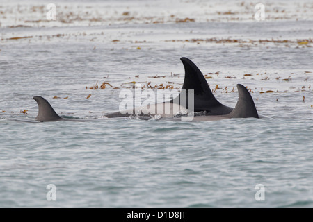 Les orques à patrouiller au large de la plage l'île de Sea Lion Banque D'Images
