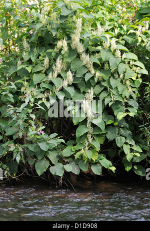 La renouée du Japon Fallopia japonica - Espèces exotiques envahissantes de plantes riveraines par la rivière Usk, Pays de Galles Banque D'Images