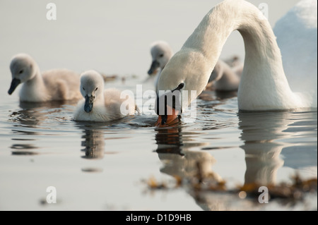 La famille Cygne muet, rivière Doon en Écosse. Banque D'Images