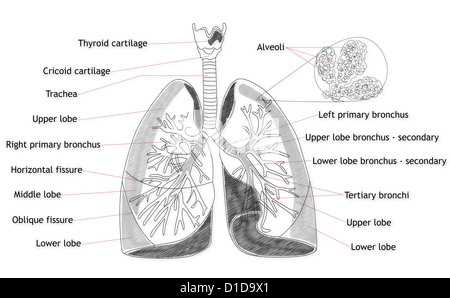 Structure pulmonaire humain Banque D'Images