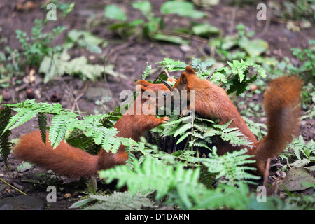 Deux d'eurasie l'écureuil roux (Sciurus vulgaris) jouant Banque D'Images