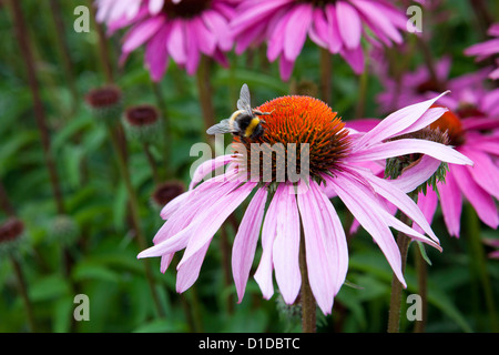 Echinacea Purpurea Rubinstern avec alimentation Bumble bee Banque D'Images