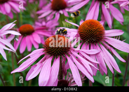 Echinacea Purpurea Rubinstern avec alimentation Bumble bee Banque D'Images