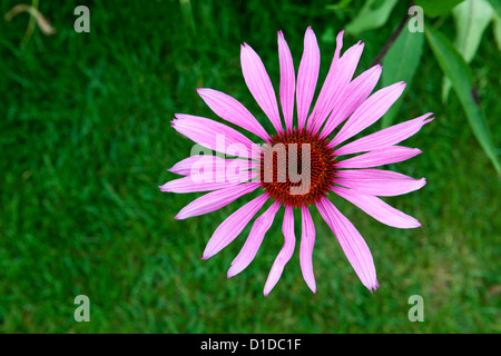 Echinacea Purpurea Rubinstern Banque D'Images