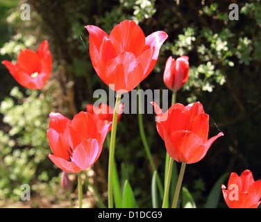 Tulipes rouges et rose au début du printemps Banque D'Images