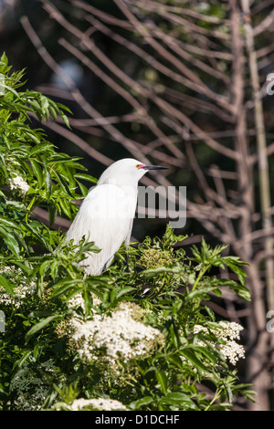 Aigrette neigeuse (Egretta thula) perché sur un arbre dans la rue Augustine Alligator Farm Zoological Park, Saint Augustine, Floride Banque D'Images