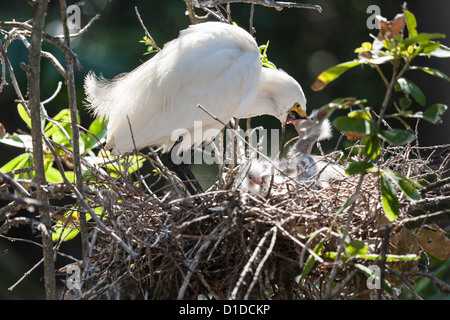 Aigrette neigeuse (Egretta thula) avec alimentation en plumage poussins St Augustine Alligator Farm Zoological Park, St Augustine, Floride Banque D'Images