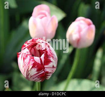 Rose et rouge-blanc tulip se balançant doucement dans le vent Banque D'Images