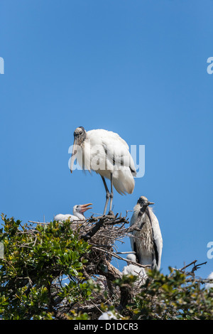 Wood Stork (Mycteria americana) avec les poussins sur son nid à St Augustine Alligator Farm Zoological Park à Saint Augustine, FL Banque D'Images