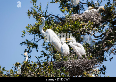 Grande Aigrette (Ardea alba) avec les poussins dans le nid à St Augustine Alligator Farm Zoological Park rookery en Floride Banque D'Images