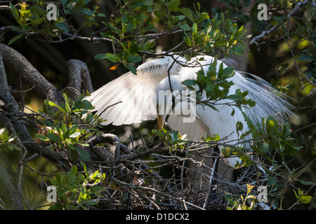 Grande Aigrette (Ardea alba) héron blanc à nicher dans la rue Augustine Alligator Farm Zoological Park rookery en Floride Banque D'Images