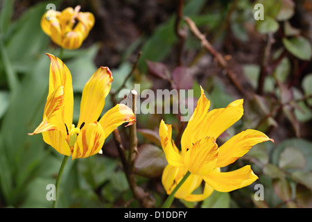 Close up image d'une tulipe jaune vif Banque D'Images