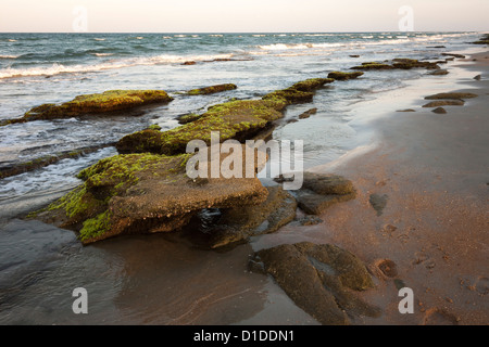 Coquina rock formations le long des côtes de l'océan Atlantique à Washington Oaks Gardens State Park en Floride, USA Banque D'Images