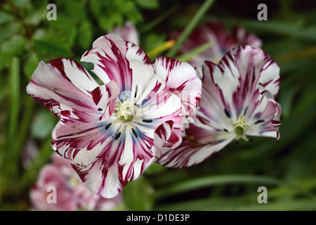 Close up image d'un rouge lumineux-white tulip Banque D'Images