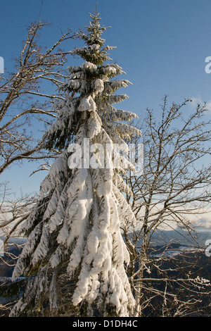 Pine Tree couvert de neige dans les Carpates Banque D'Images