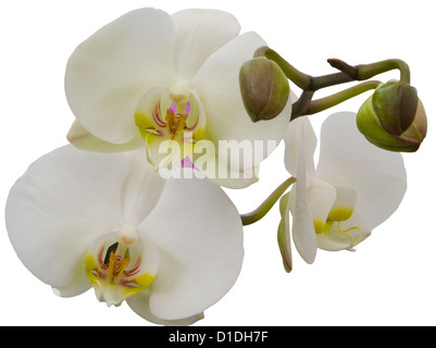 White Moth Orchid Nom latin 'Phalaenopsis' Phal Orchidées Banque D'Images