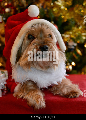 Terrier Youkshire à Santa costume en face de l'arbre de Noël Banque D'Images