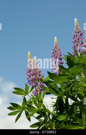 Purple véritable lupin fleurs on blue sky Banque D'Images