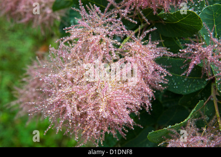 Prunus serrula jeune dame inflorescences couvertes de gouttes de rosée . Banque D'Images