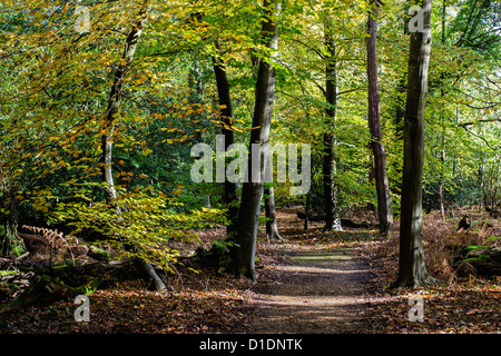 Blashford Lakes Nature Reserve, Woodland Walk, Hampshire, England, UK. L'Europe Banque D'Images