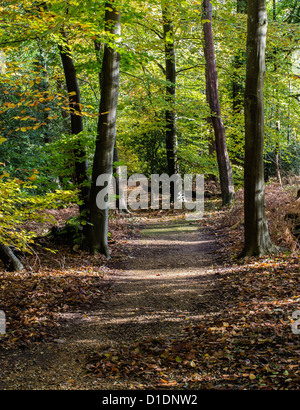 Blashford Lakes Nature Reserve, Woodland Walk, Hampshire, England, UK. L'Europe Banque D'Images