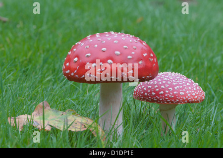 Agaric Fly [Amanita muscaria] West Sussex, UK. Octobre. Banque D'Images