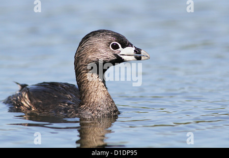 Des profils Grèbe à bec bigarré (Podilymbus podiceps) au printemps Banque D'Images