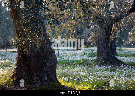 Oliveraie au printemps (péninsule de Pelion, Thessalie, Grèce) Banque D'Images