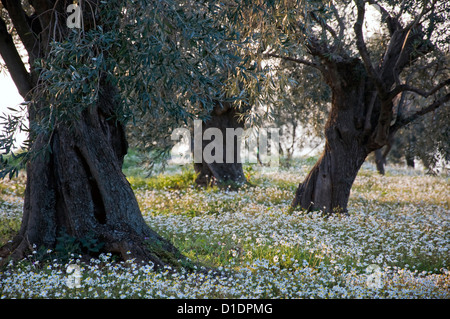 Oliveraie au printemps (péninsule de Pelion, Thessalie, Grèce) Banque D'Images