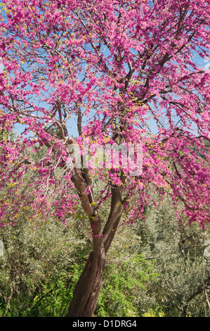 Arbre de Judée en fleur (Cercis siliquastrum) Banque D'Images