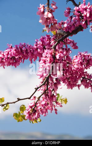 Branche d'un arbre de Judée en fleur (Cercis siliquastrum) Banque D'Images