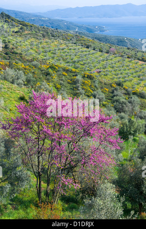 Paysage de printemps avec la floraison (arbre de Judée, Cercis siliquastrum) Banque D'Images