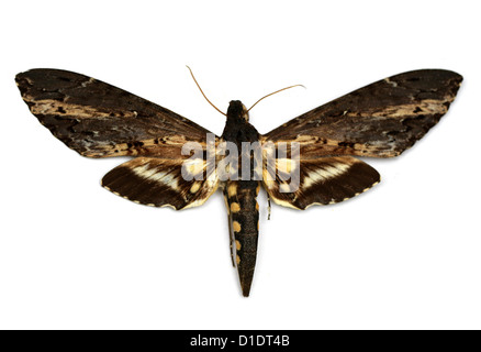 Cluentius Sphinx Hawk-moth, Neococytius cluentius, Sphingidae. Le nord de l'Amérique du Sud, Amérique Centrale, Mexique et Caraïbes Banque D'Images