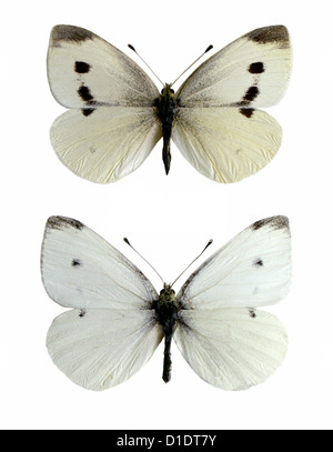 Les petits papillons blancs, Pieris rapae, Nymphalidae, lépidoptères. Mounted specimens. Photo/découpe. Femelle (en haut), de sexe masculin (en bas). Banque D'Images