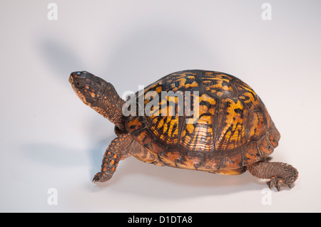 Fort de l'Est, des tortues Terrapene carolina carolina Banque D'Images