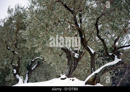 La neige oliveraie (Grèce) Banque D'Images