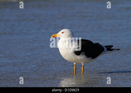 Moindre Goéland marin (Larus fuscus) golfe du Mexique États-Unis Banque D'Images