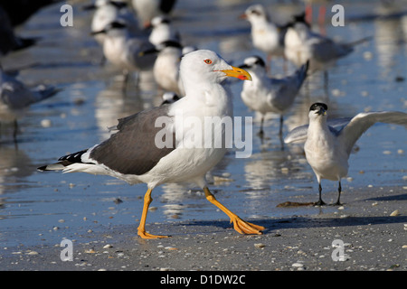Moindre Goéland marin (Larus fuscus) golfe du Mexique États-Unis Banque D'Images