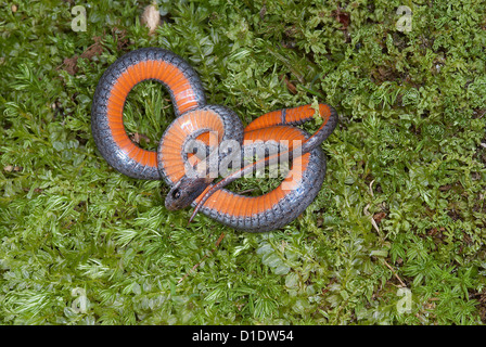 Couleuvre à ventre rouge du nord, Storeria occipitomaculata, ventre rouge serpent Banque D'Images